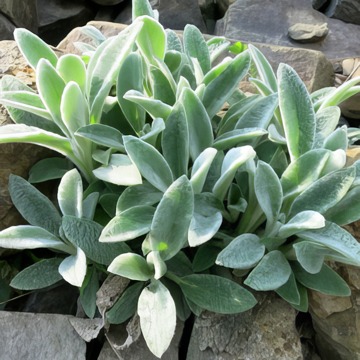 Lambs Ear 17 - Garden Express Australia