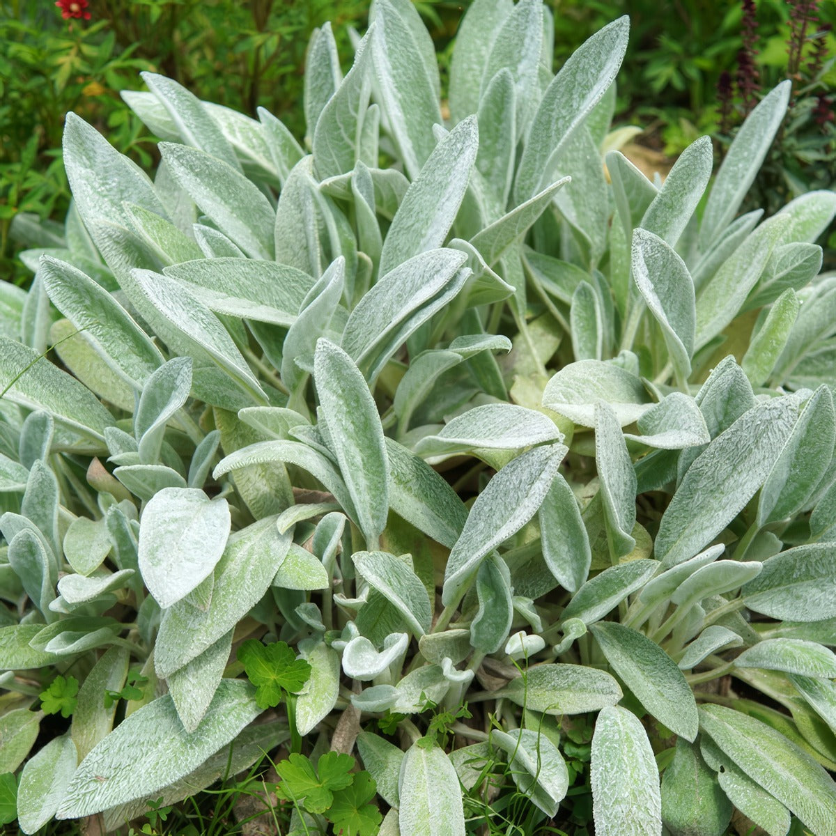 Lambs Ear Stachys Big Ears - Garden Express Australia
