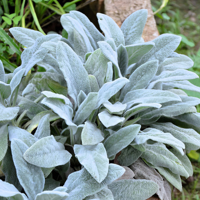 Lambs Ear Stachys Big Ears P68staber - Garden Express Australia