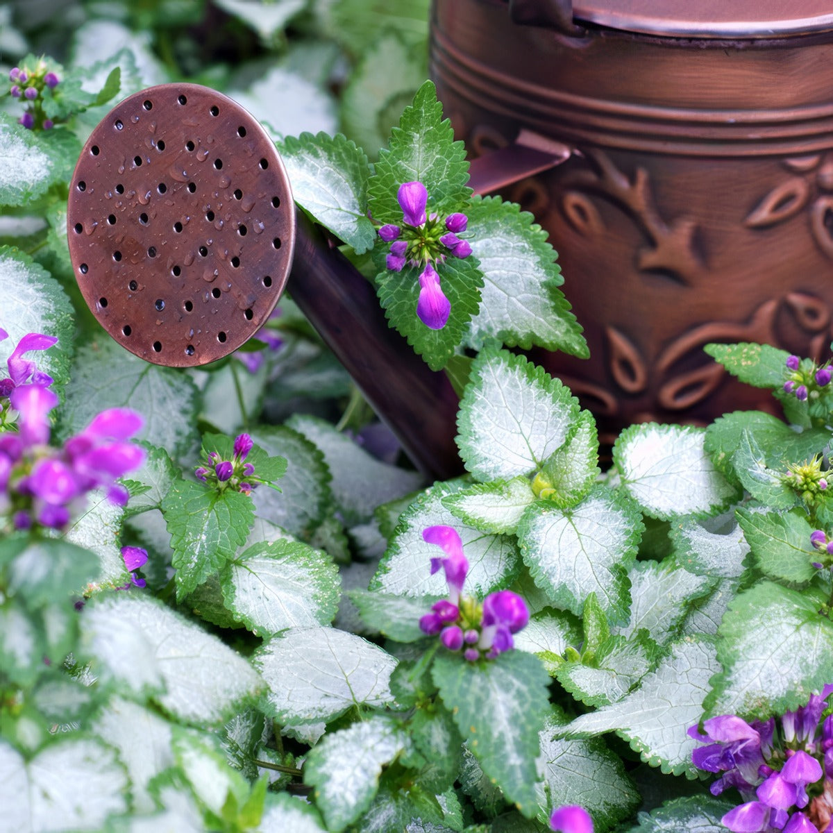 Lamium Beacon Silver Lpolambsi - Garden Express Australia