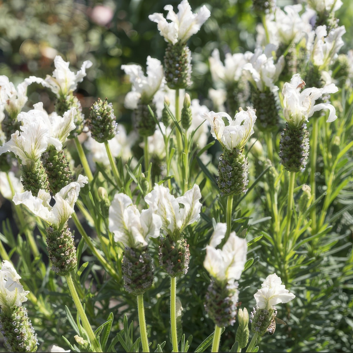 Lavender La Diva Papillon White Lpllavwhi - Garden Express Australia