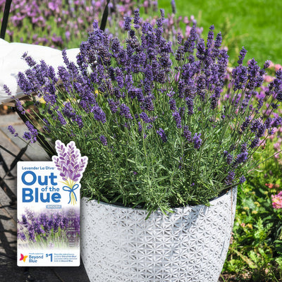 Lavender Aromatico Blue P10lavabl Withlabel - Garden Express Australia