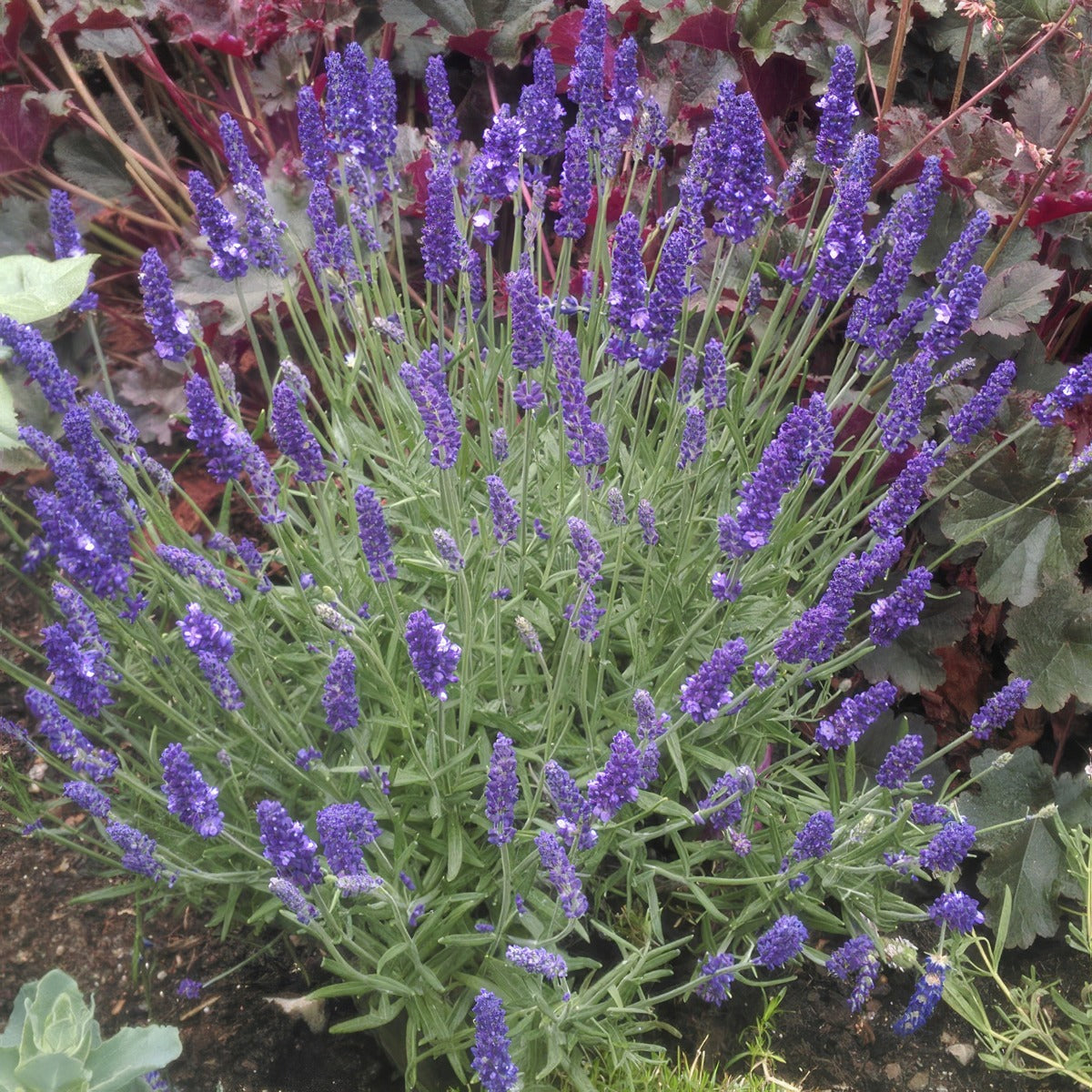Lavender Aromatico Blue - Garden Express Australia