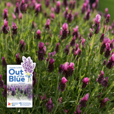 Lavender La Diva Deep Rose P10lavdro Withlabel - Garden Express Australia