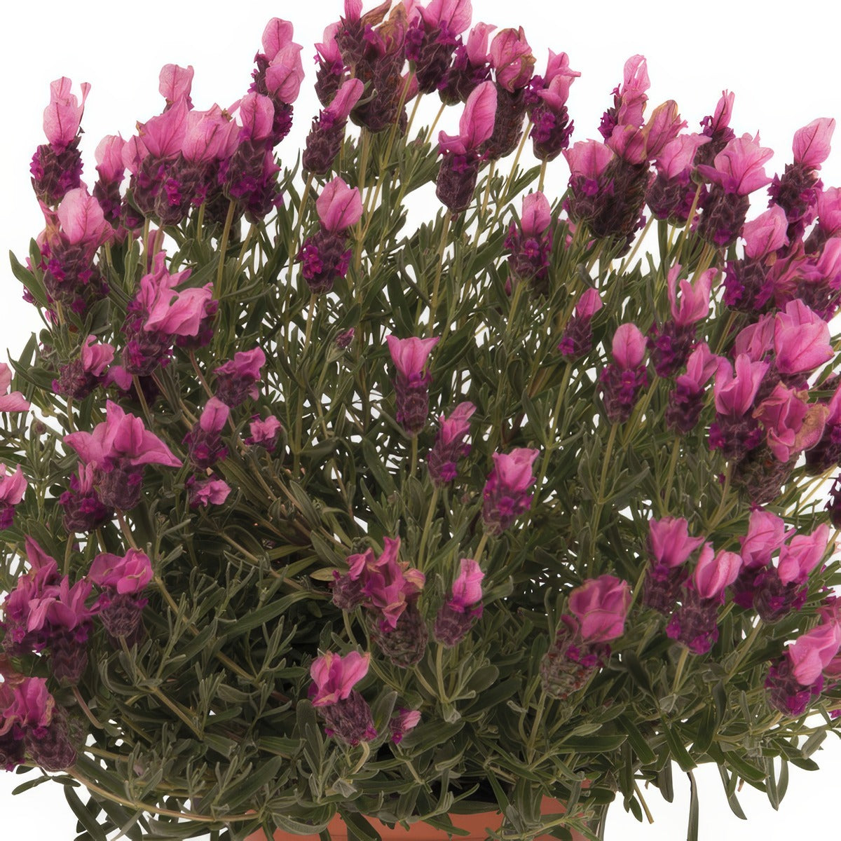 Lavender La Diva Deep Rose - Garden Express Australia