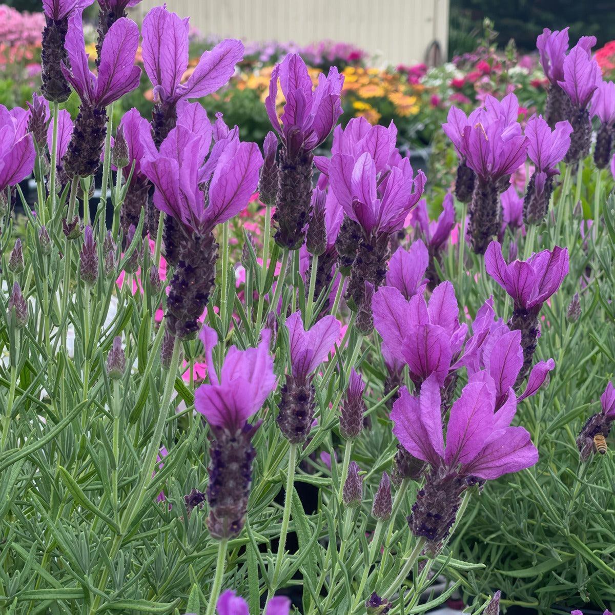 Lavender Javelin Deep Purple Ppllavjdp - Garden Express Australia