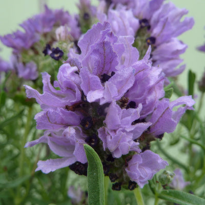 Lavender Lavish Double Blue - Garden Express Australia