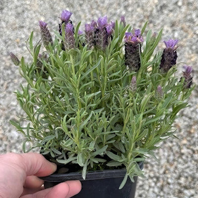 Lavender Lavish Double Blue Pot - Garden Express Australia