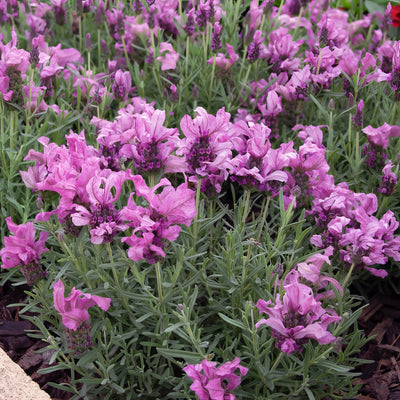 Lavender Lavish Double Rose P14lavldr - Garden Express Australia