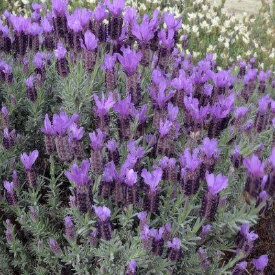 Lavender Sensation Blue - Garden Express Australia