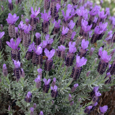 Lavender Sensation Blue P68lavsbl - Garden Express Australia