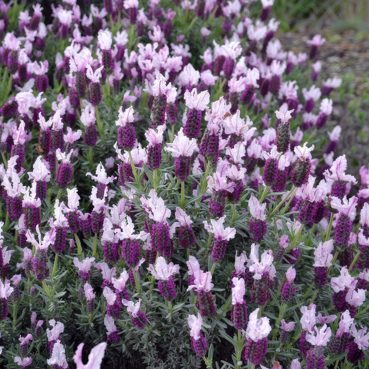 Lavender Sensation Pink - Garden Express Australia