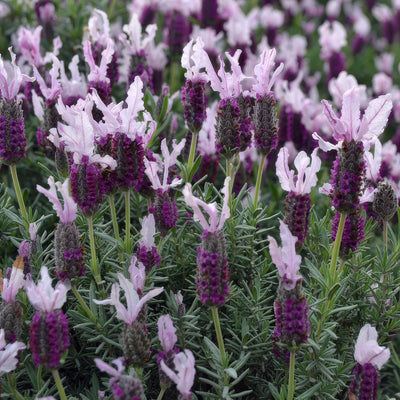 Lavender Sensation Pink P68lavspn - Garden Express Australia