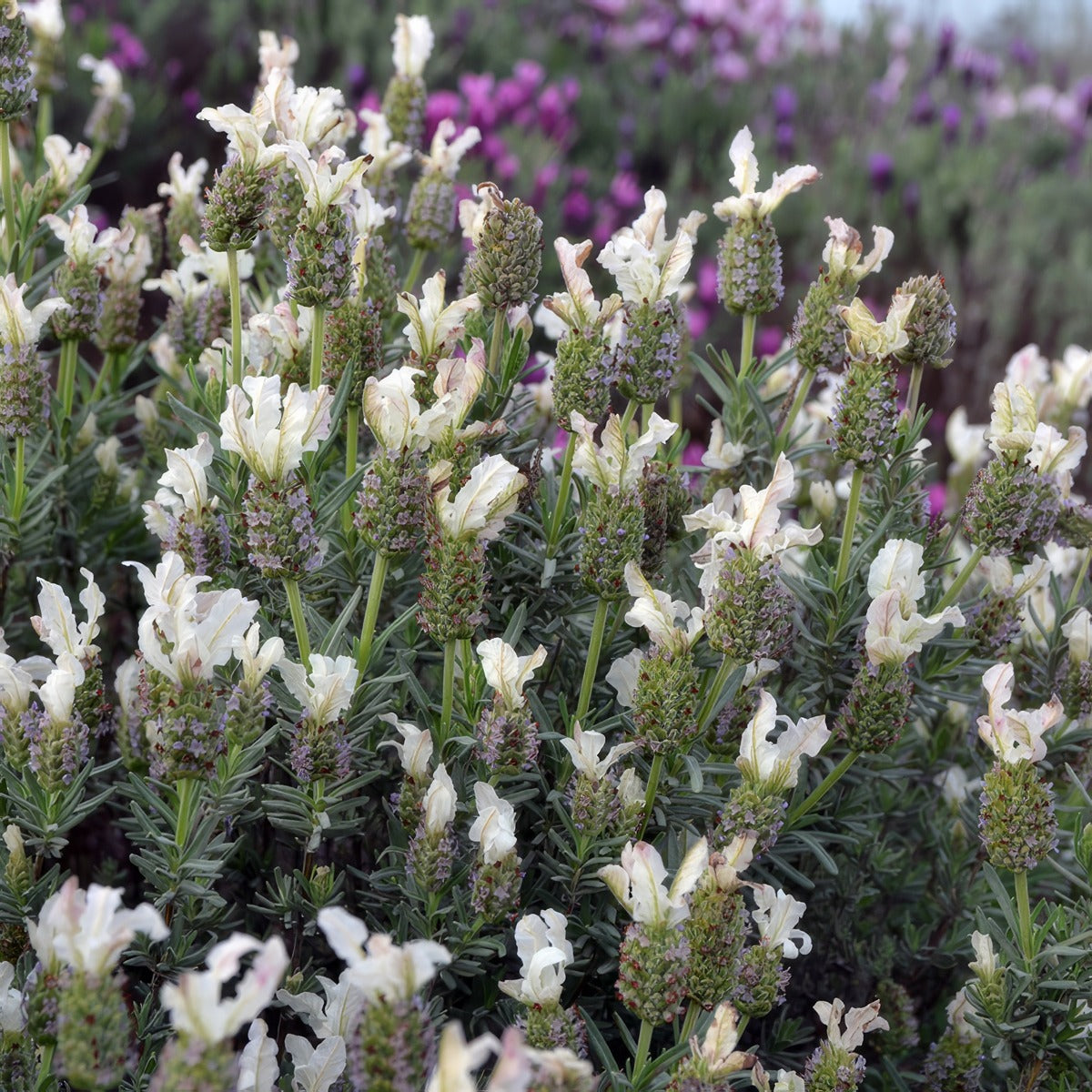 Lavender Sensation White - Garden Express Australia