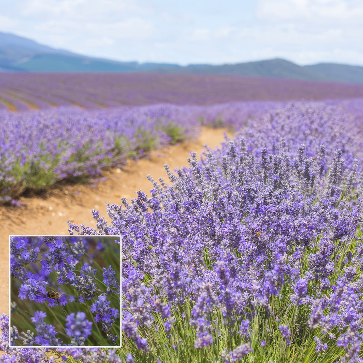Lavender Bridestowe Ann Lpolavban - Garden Express Australia