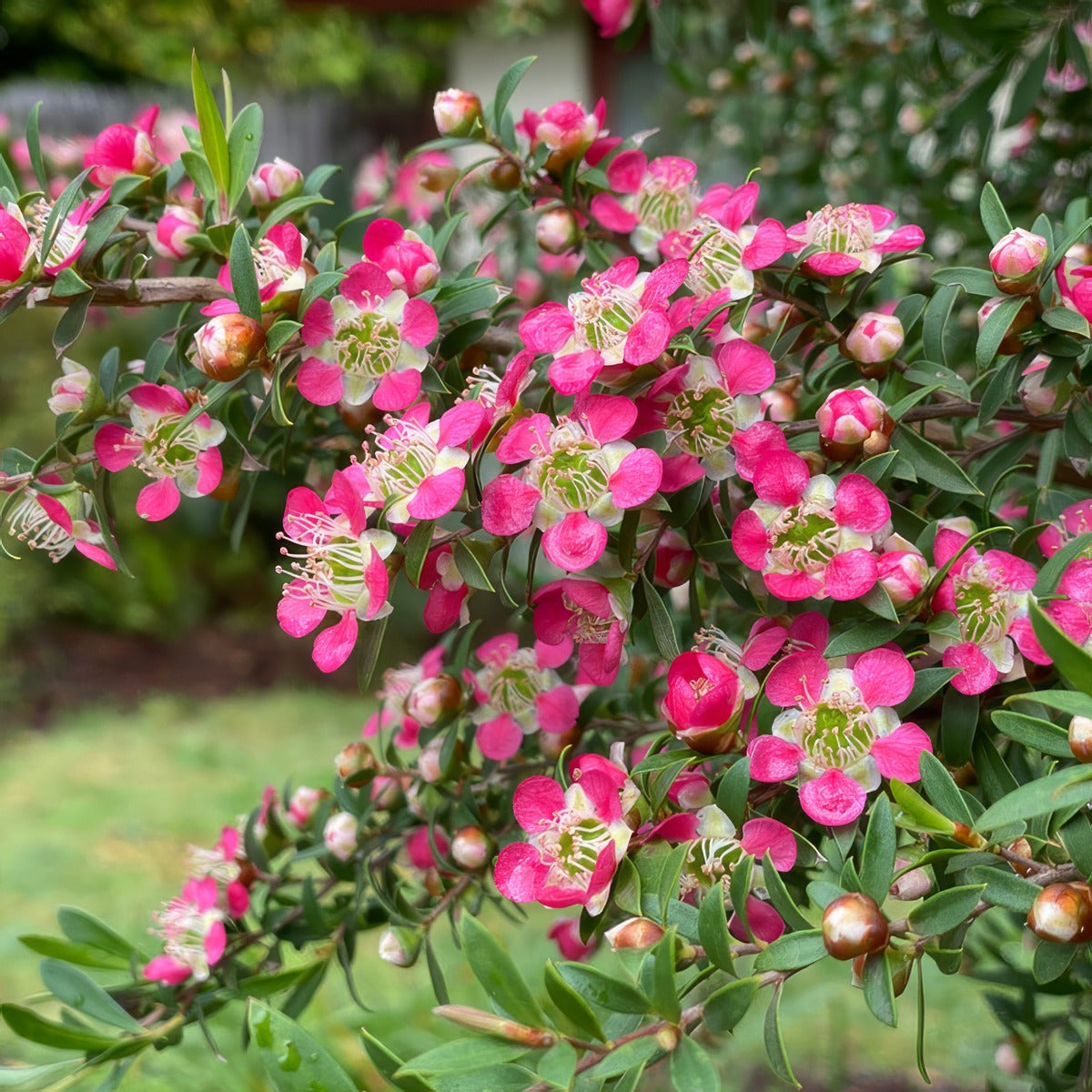 Leptospermum Tickled Pink Lpoleptpi - Garden Express Australia