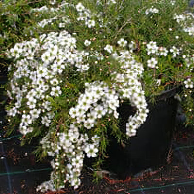 Leptospermum White Wave - Garden Express Australia