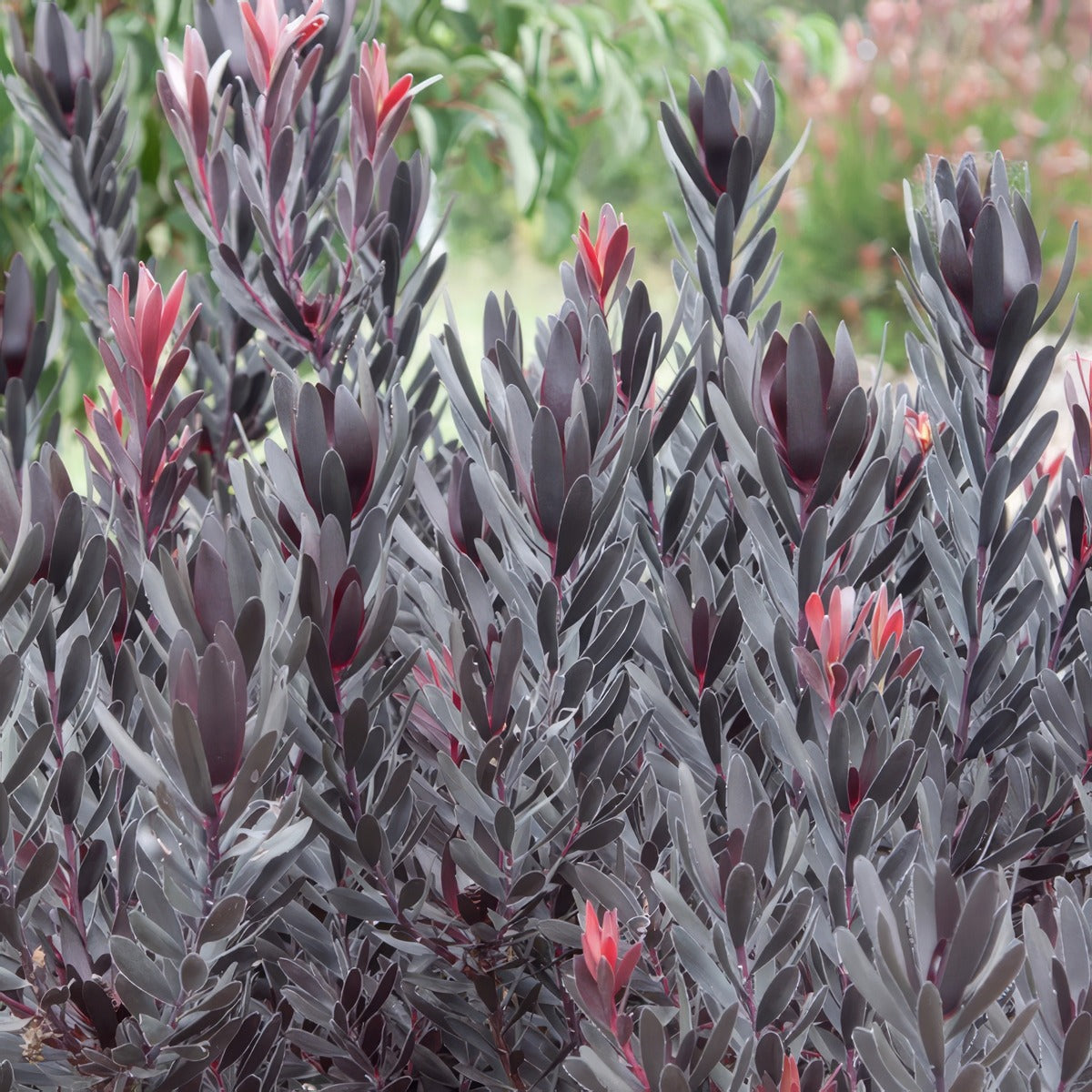 Leucadendron Burgundy Sunset P10lcdbsu - Garden Express Australia