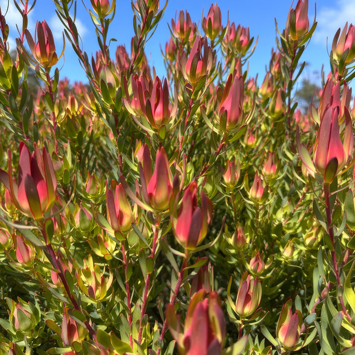 Leucadendron Janes Blush - Garden Express Australia