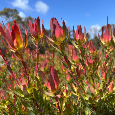 Leucadendron Janes Blush Lpolcdjbl - Garden Express Australia
