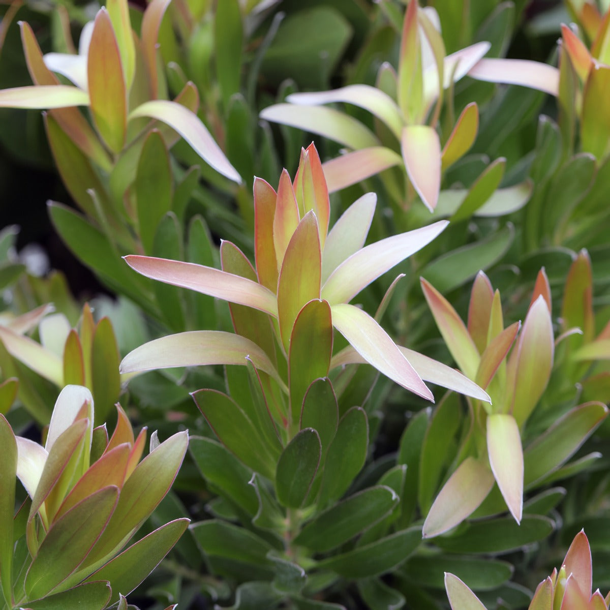 Leucadendron Hyperions Glow P10lcdhgl - Garden Express Australia