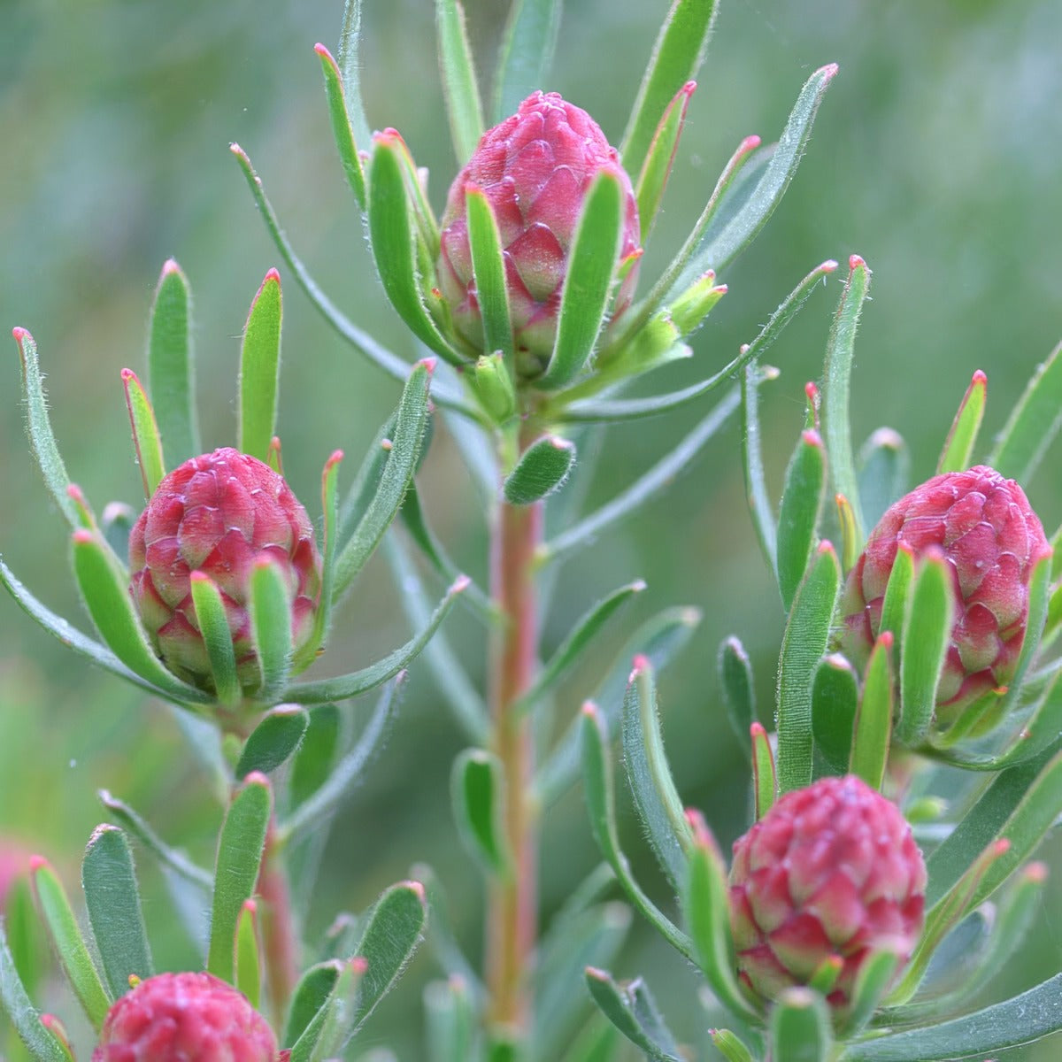 Leucadendron Strawberry Fair P10lcdsfa - Garden Express Australia