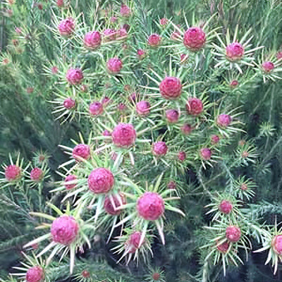 Leucadendron Jubilee Crown P75lcdjcr - Garden Express Australia