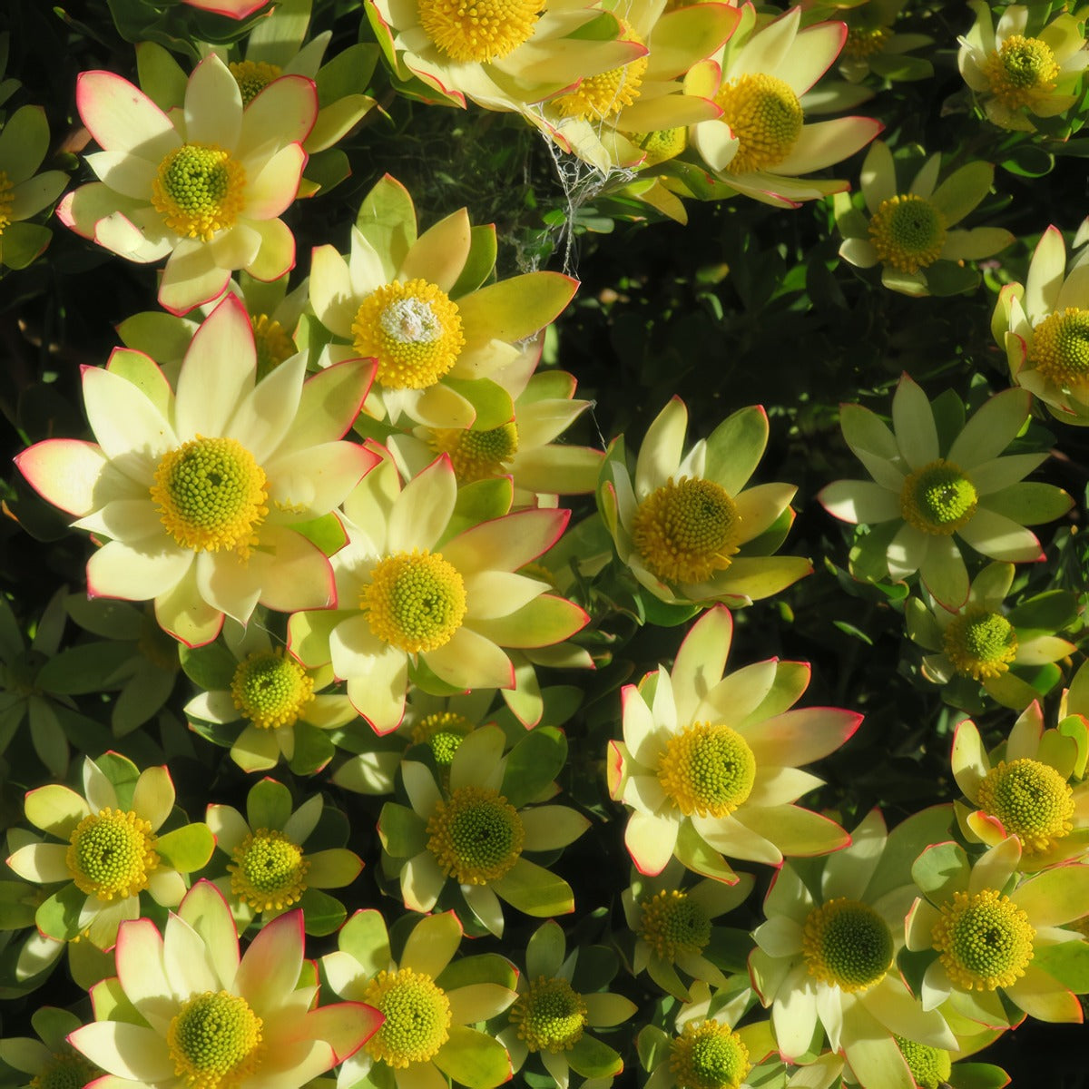 Leucadendron Sundance P14lcdsda - Garden Express Australia