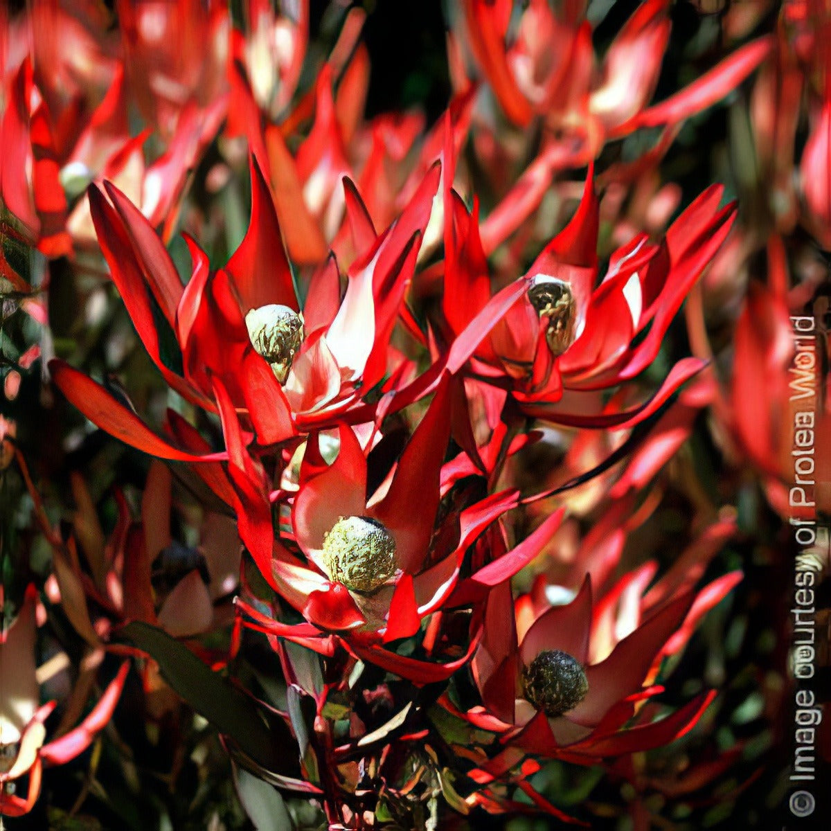 Star Struck 1 - Garden Express Australia