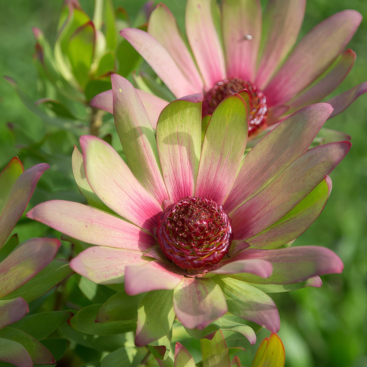 Leucadendron Sacred Dream P10lcdsdr - Garden Express Australia