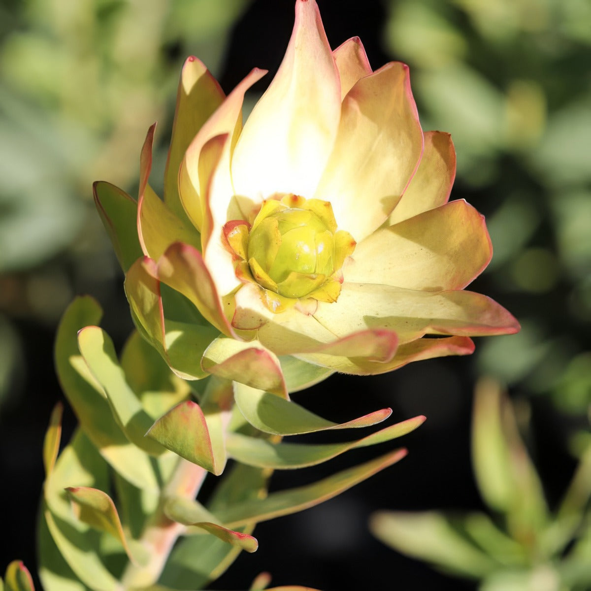 Leucadendron Sacred Wish - Garden Express Australia