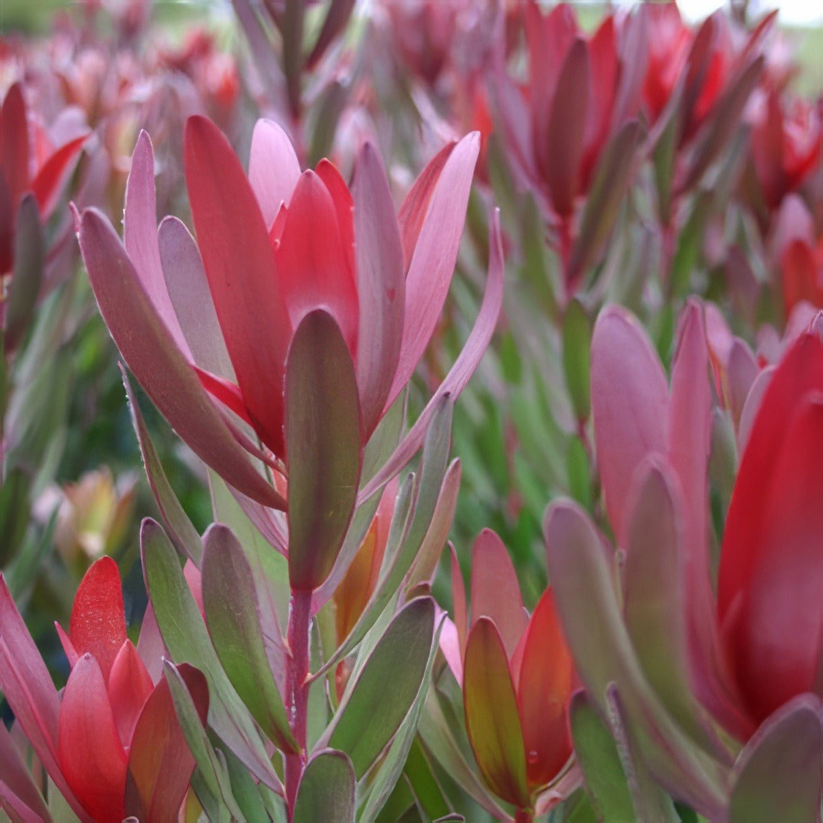 Leucadendron Safari Sunset Pplprosss - Garden Express Australia