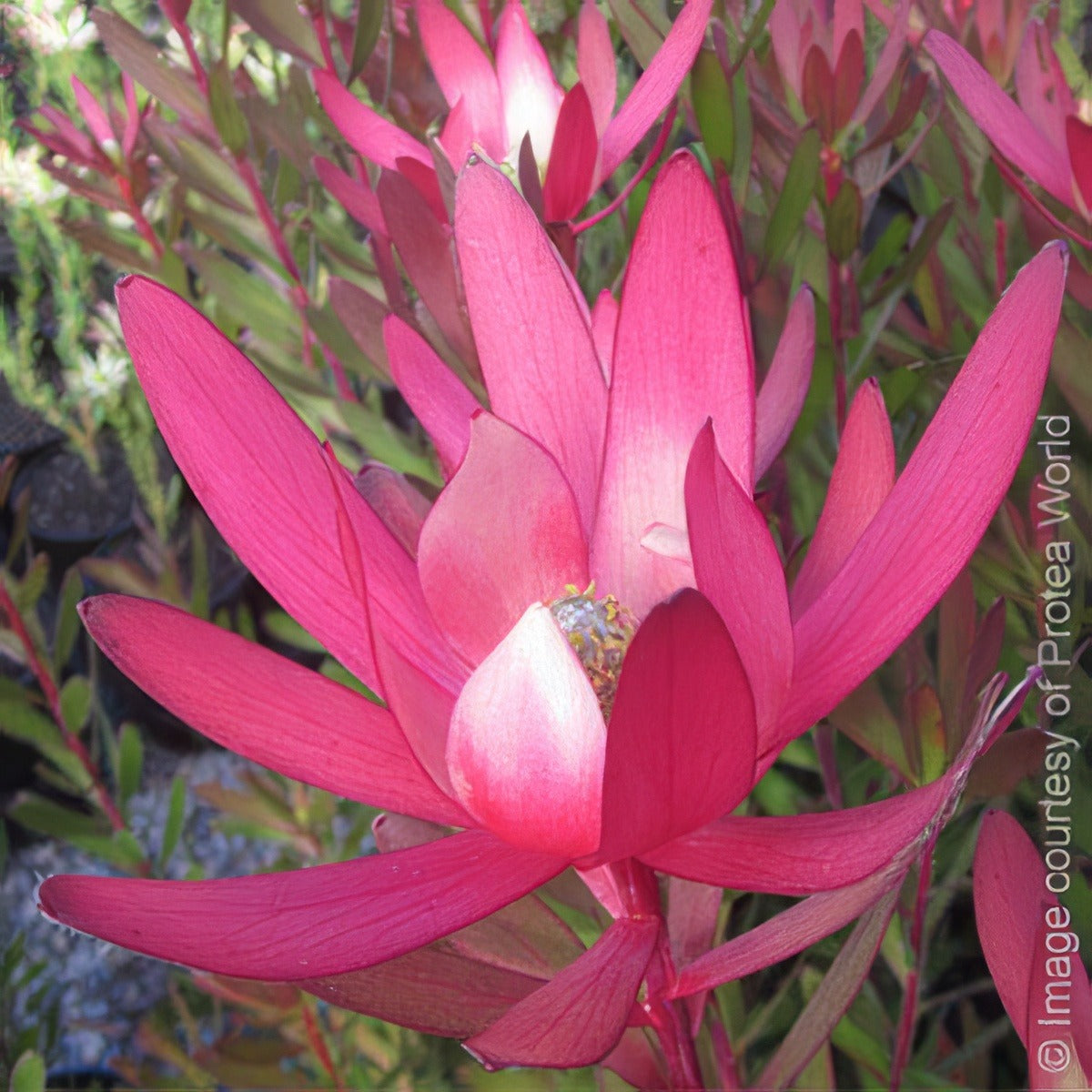 Safari Magic 1 - Garden Express Australia
