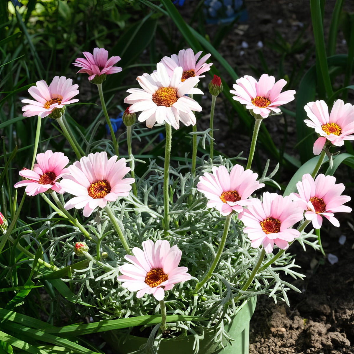 Leucanthemum African Rose - Garden Express Australia