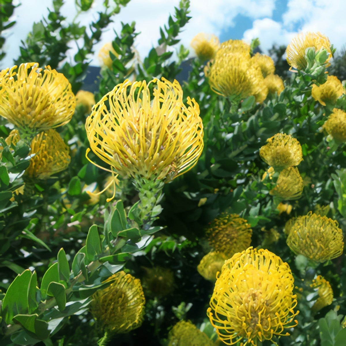 Leucospermum Carnival Yellow I6 - Garden Express Australia