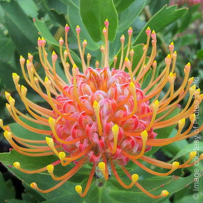 Cordifolium 1 - Garden Express Australia