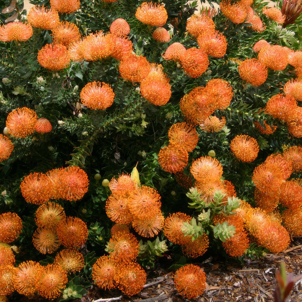 Leucospermum Cordifolium Ppllspcor - Garden Express Australia