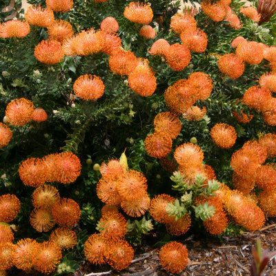 Leucospermum Cordifolium Ppllspcor - Garden Express Australia