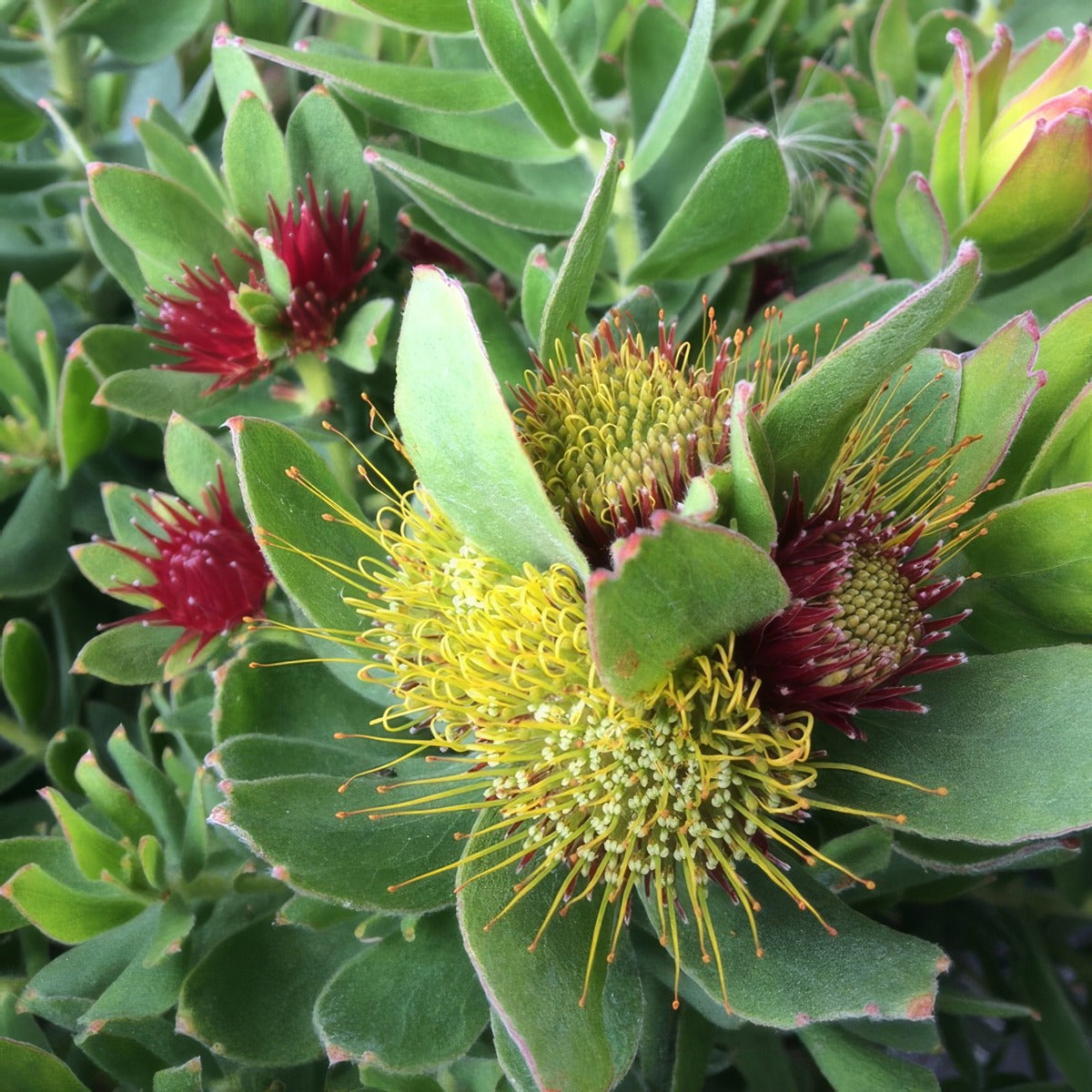 Leucospermum Calypso Red - Garden Express Australia