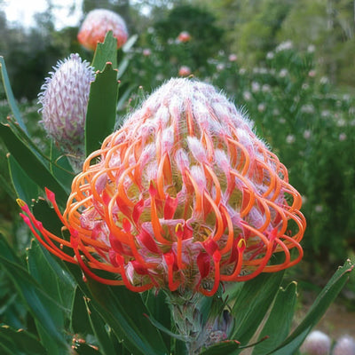 Leucospermum Dancer By Keith Lamberton Pplprodan - Garden Express Australia