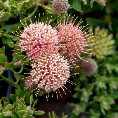 Leucospermum Hullabaloo 2 - Garden Express Australia