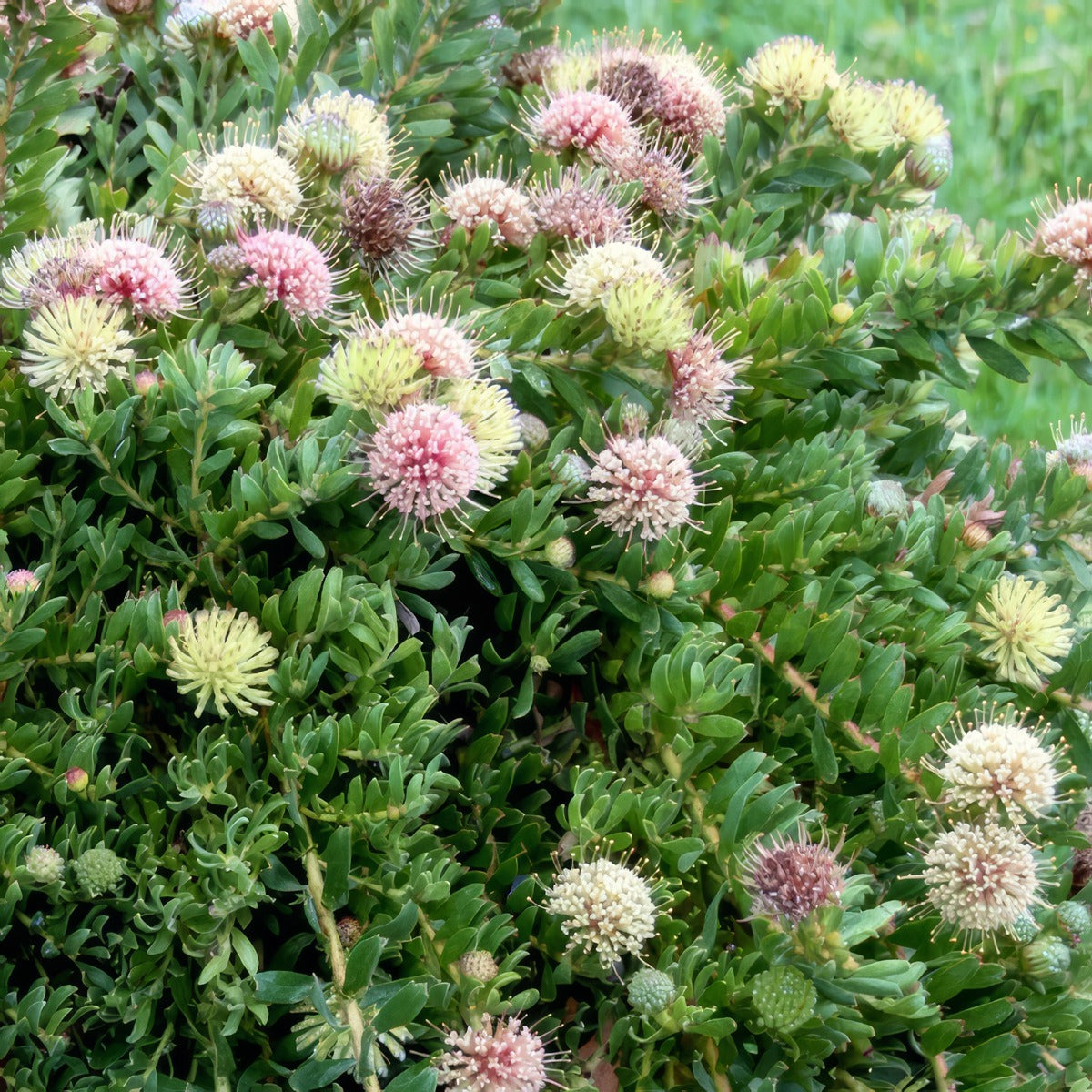 Leucospermum Hullabaloo P10lsphul - Garden Express Australia