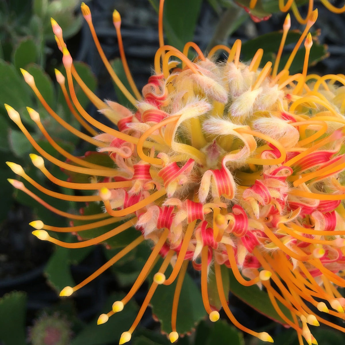 Leucospermum Mardi Gras Petite P10lspmgp - Garden Express Australia