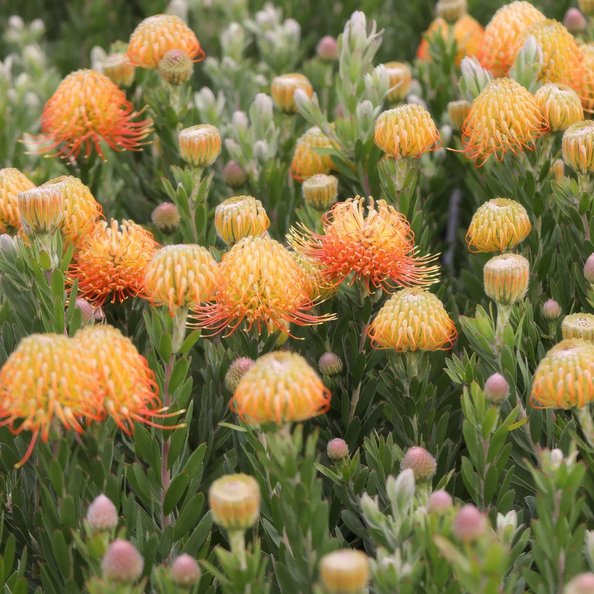Leucospermum Phoenix Rising - Garden Express Australia