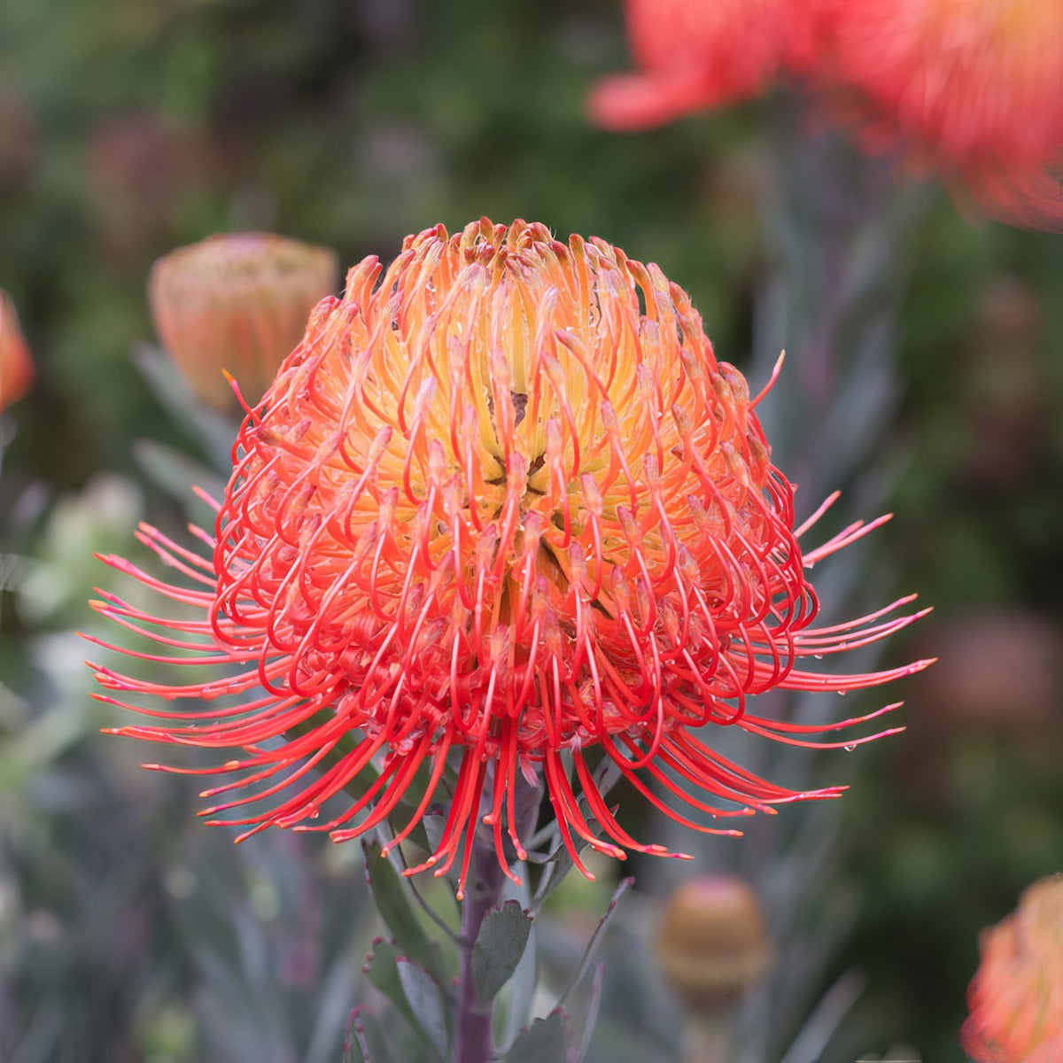 Leucospermum So Exquisite Ppllspsex - Garden Express Australia