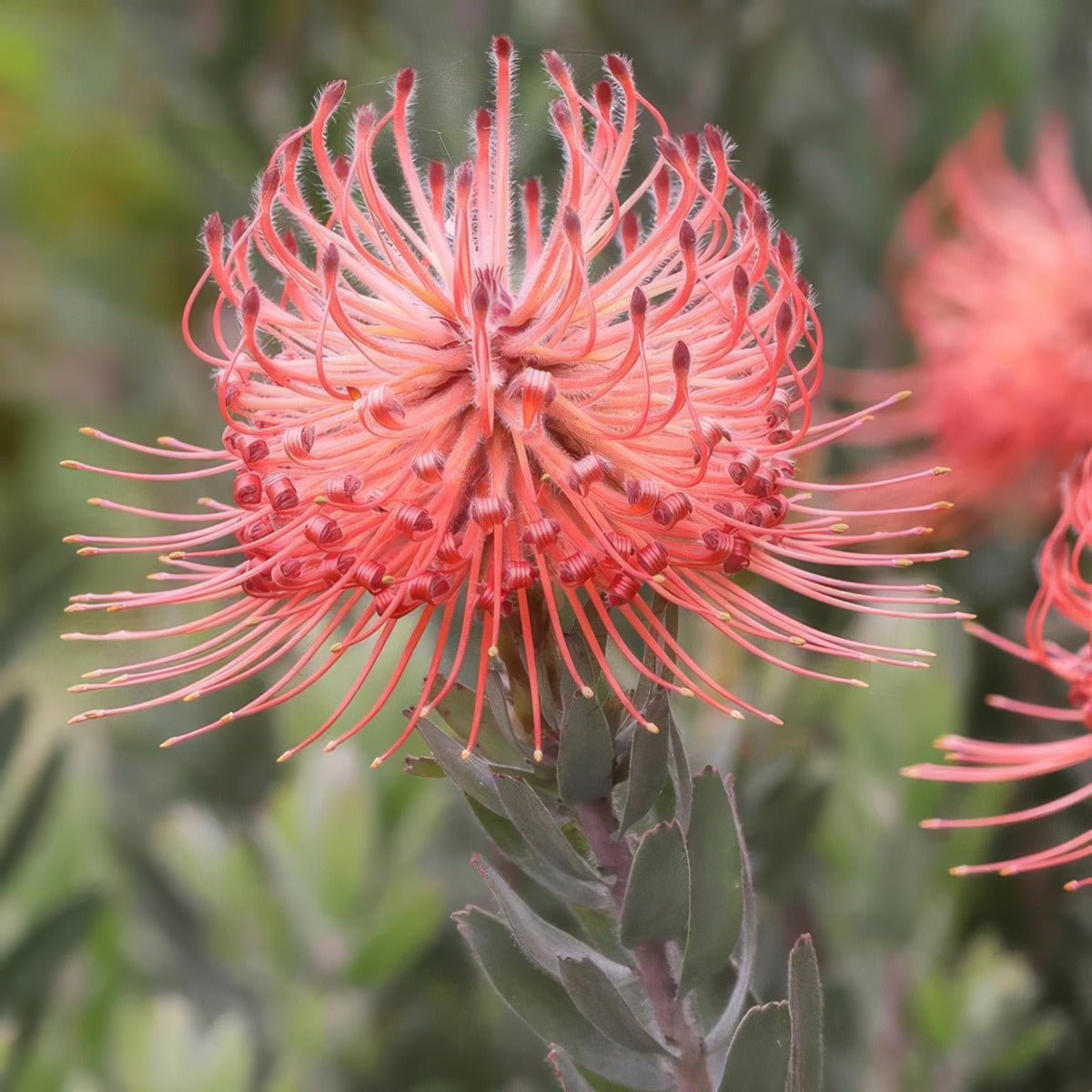 Leucospermum So Exotic P10lspsoe - Garden Express Australia