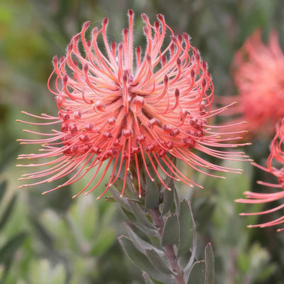 Leucospermum So Exotic P10lspsoe - Garden Express Australia