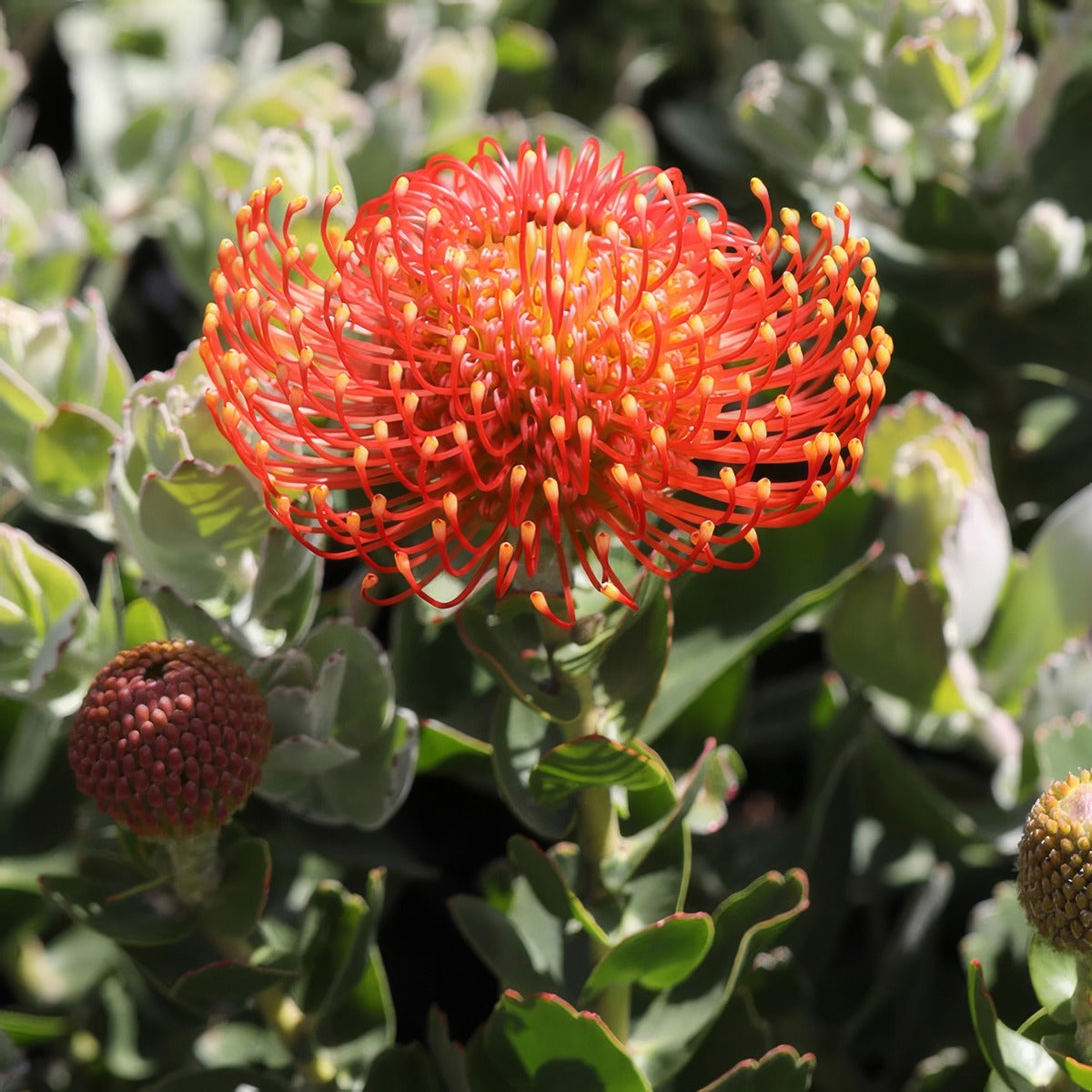 Leucospermum Vlam - Garden Express Australia