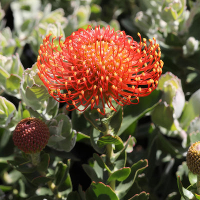 Leucospermum Vlam - Garden Express Australia