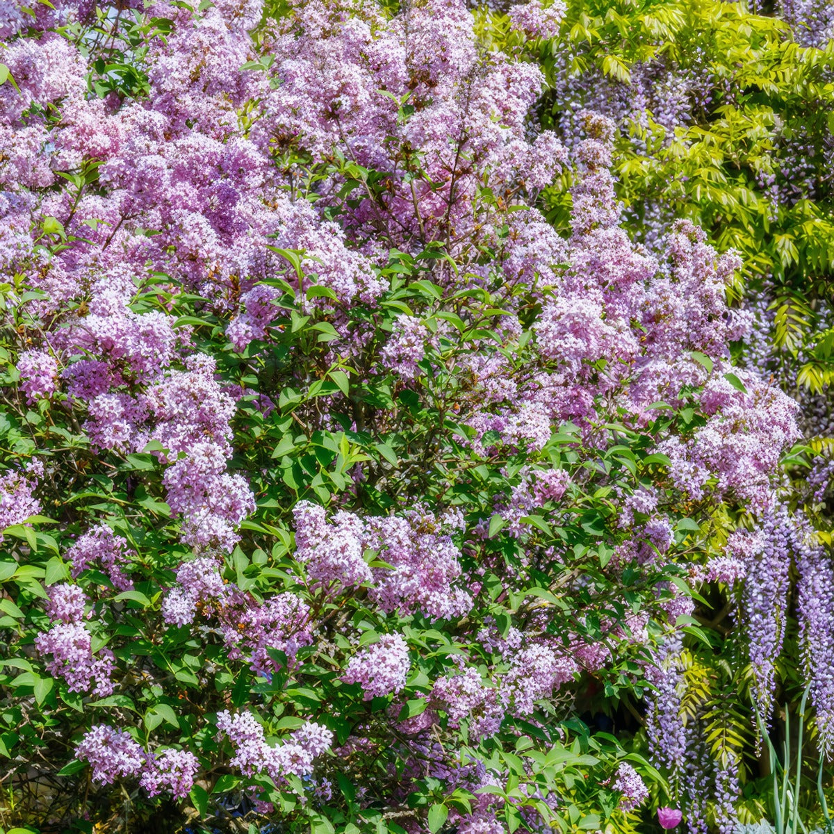 Lilac Josee